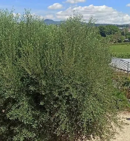 La Nostra Casetta Albano Laziale